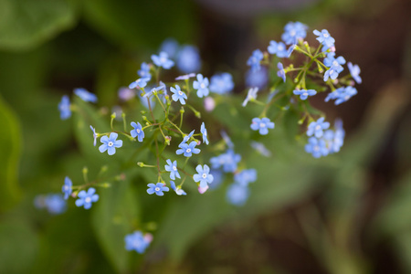 蓝色的花