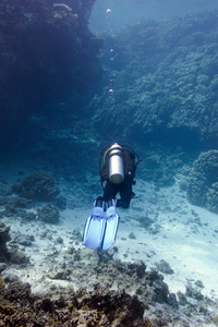 硬珊瑚与潜水员底部的热带海洋珊瑚礁