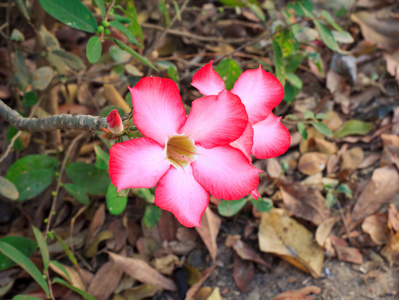 黑斑羚百合花