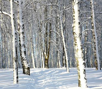 白雪皑皑的冬季森林