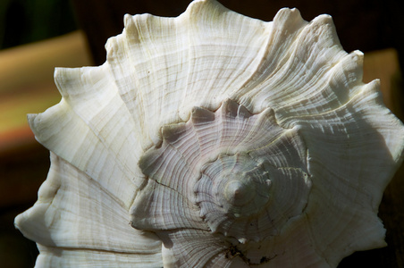 海螺海贝壳