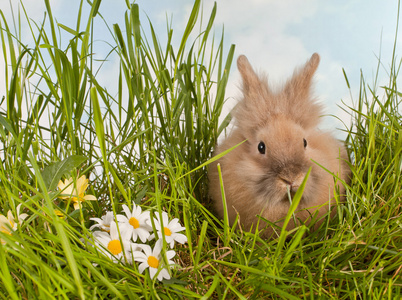 在草丛中可爱的宝宝兔