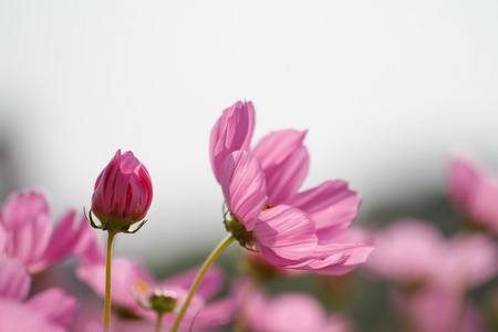 波斯菊花海