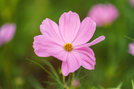 波斯菊花海