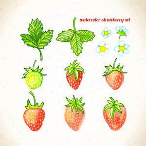 水彩画叶和花草莓套装