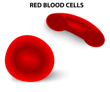 红色的血液细胞