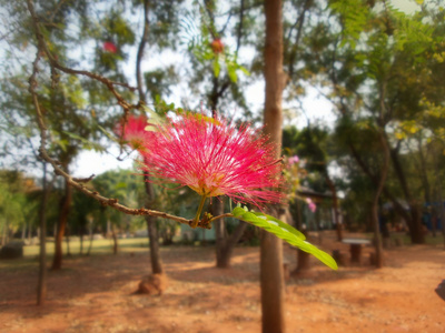 红色的花