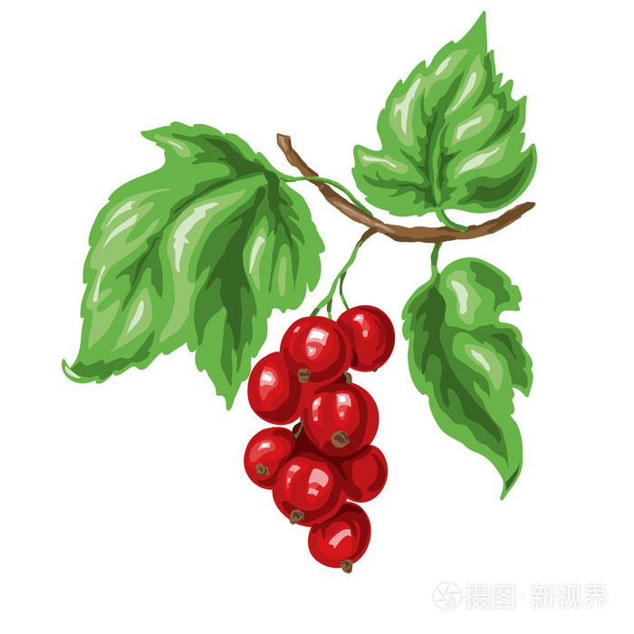 红醋栗插画-正版商用图片1essft-摄图新视界