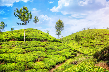 在印度的茶叶种植园