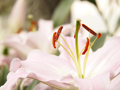 花粉的百合