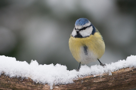 蓝山雀在雪中