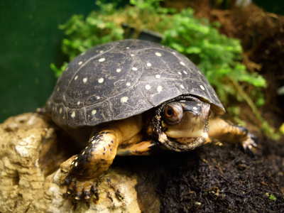 六眼龟图片-六眼龟素材-六眼龟插画-摄图新视界