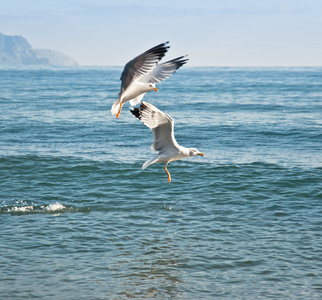 海鸥在水