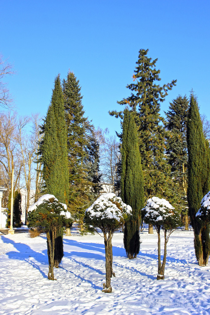 侧柏桧树在冬天