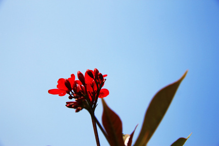 exotiska rosa blomma blommar p grenen av bush布什的树枝上的餐厅供应的异国情调的粉