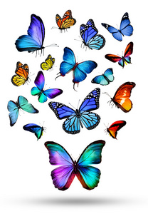 许多不同种类的蝴蝶