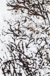 纹理的在草地上的雪