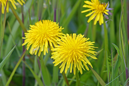 黄色 teraxacum