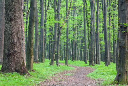 绿色森林中的路径