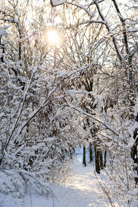 雪在分支机构