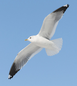 白色小鸟飞上蓝天照片