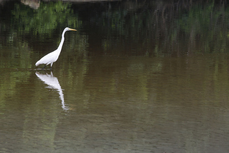 大白鹭鸟在水上行走