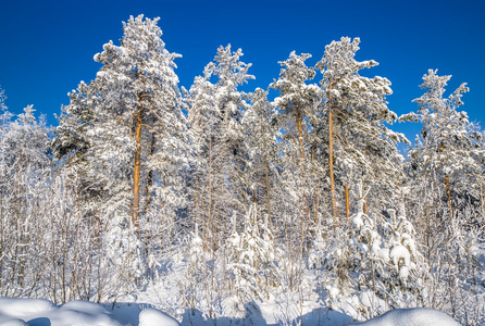 冬季造雪