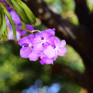 兰花鲜花盛开的花园里