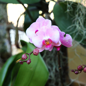 兰花鲜花盛开的花园里