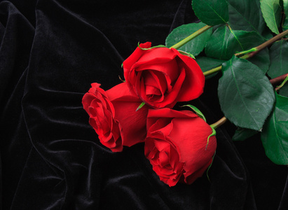 美丽的红玫瑰在黑缎