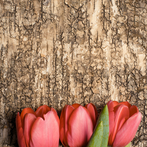 木制背景上的红色郁金香