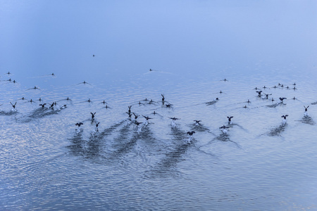一群野鹅从湖边起飞