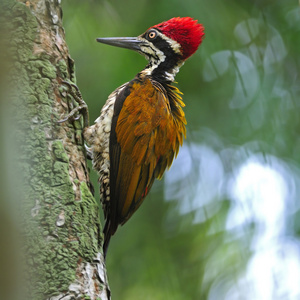 更大的 flameback