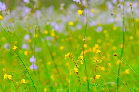 花卉场