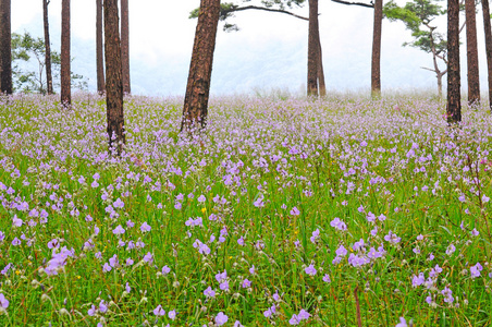 花卉场