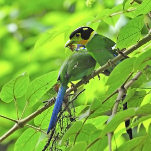 尾长魣鳕