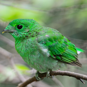 女性绿色魣鳕