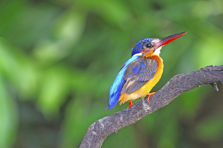 雄性蓝耳翠鸟蓝翠鸟(雄性)蓝翠鸟(雄性)蓝翠鸟(阿尔