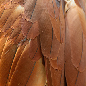 Brahminy kite 