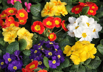 报春花花瓶 flowermarket 开始发售照片