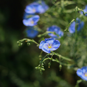 胡麻花