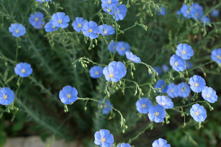 胡麻花图片