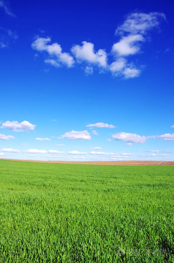 绿色的麦田和蓝蓝的天空
