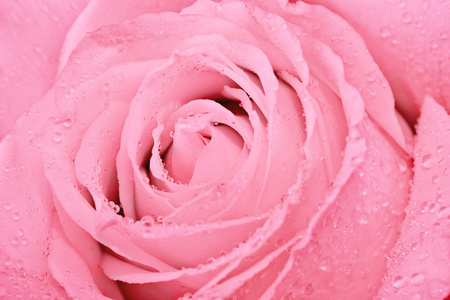 粉红色的玫瑰微距照片