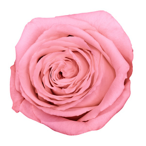 拍摄美丽的粉红玫瑰