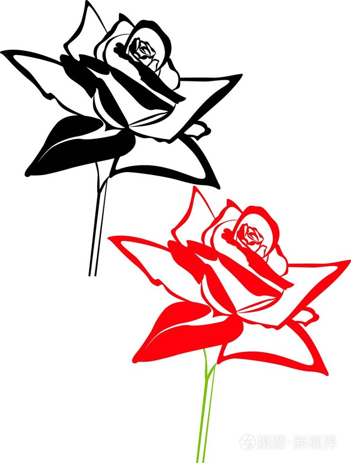 黑色和红色的月季花