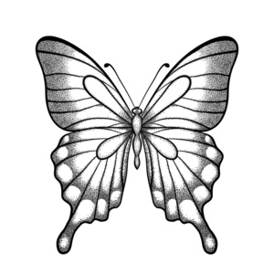 黑白相间的图形图形黑白相间的蝴蝶.手绘轮廓线和中风.