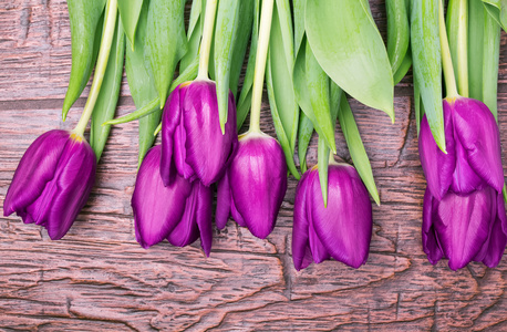 紫色郁金香