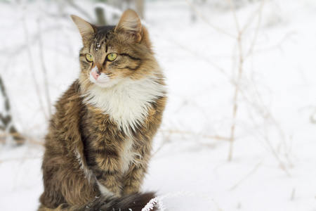 美丽的条纹的猫坐在雪地上