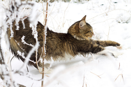 美丽的条纹的猫坐在雪地上